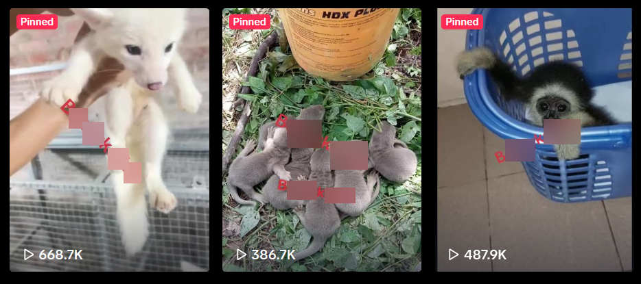 Three TikTok adverts posted by BK. One of which has been viewed over half a million times. Blurring by Bellingcat.