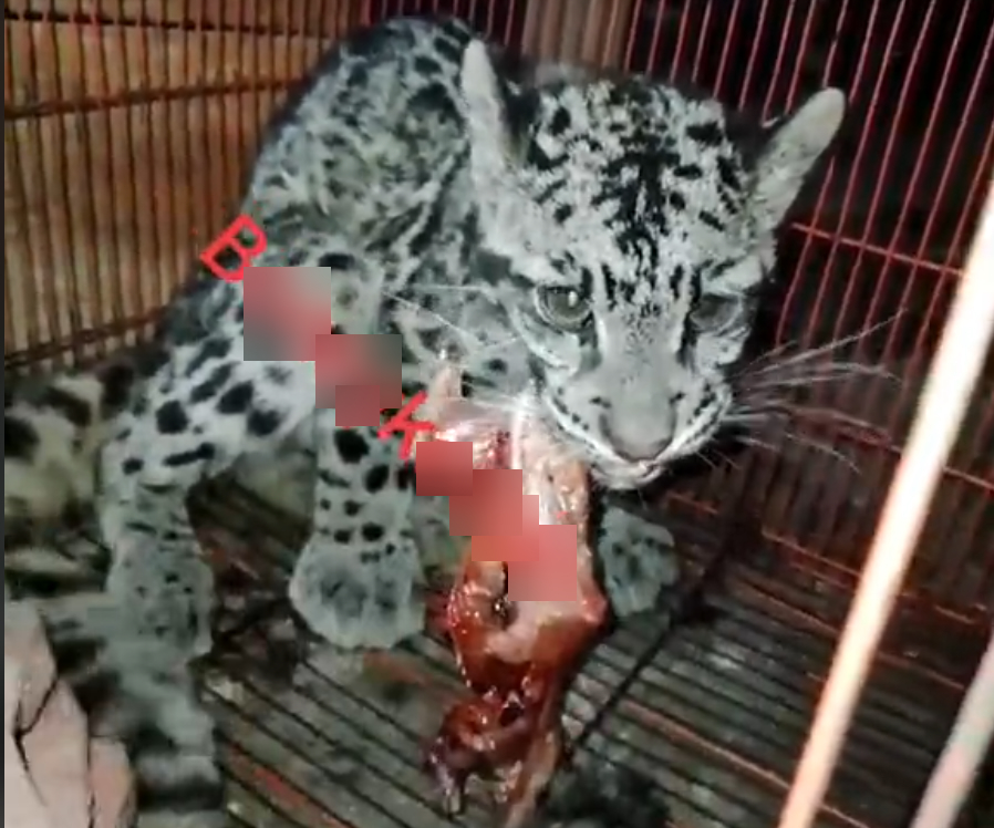 An advert posted by BK for a clouded leopard, a “totally protected” species under Malaysian law. Blurring by Bellingcat.