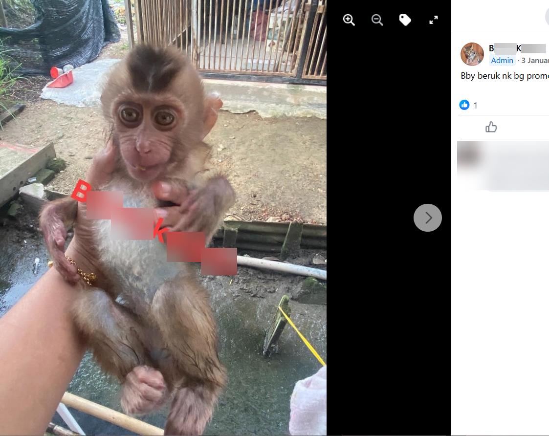 An advert posted by BK in 2022 in the exotic animals Facebook group, shows part of a cage in the background. Blurring by Bellingcat.